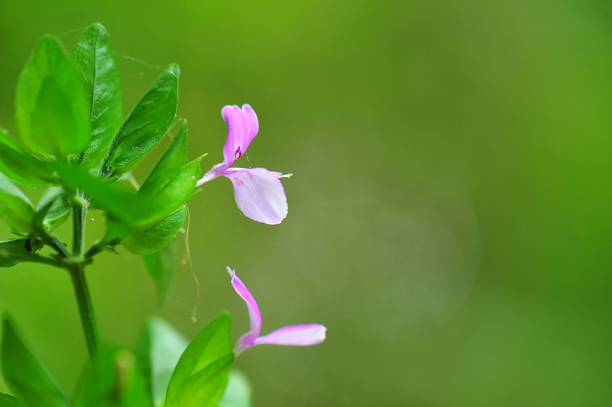 DSC_1908s.jpg