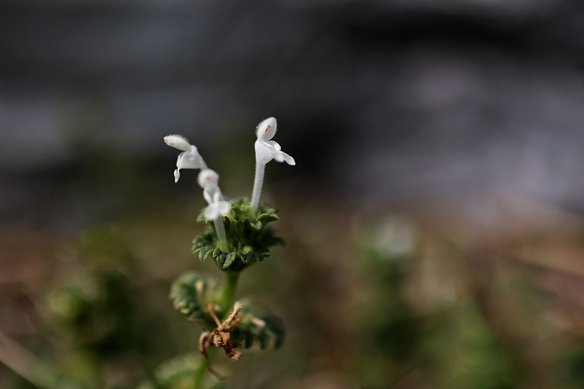 25-03-23 (106)-1.JPG