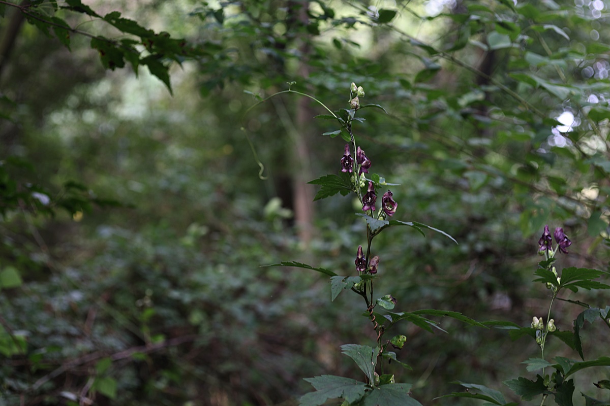 25-09-27 (229)-1.JPG