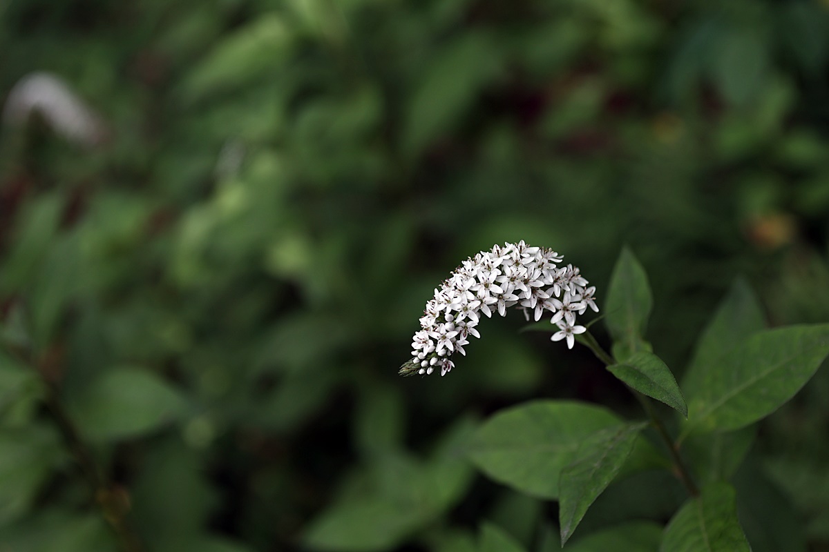 23-06-23 (115)-1.JPG