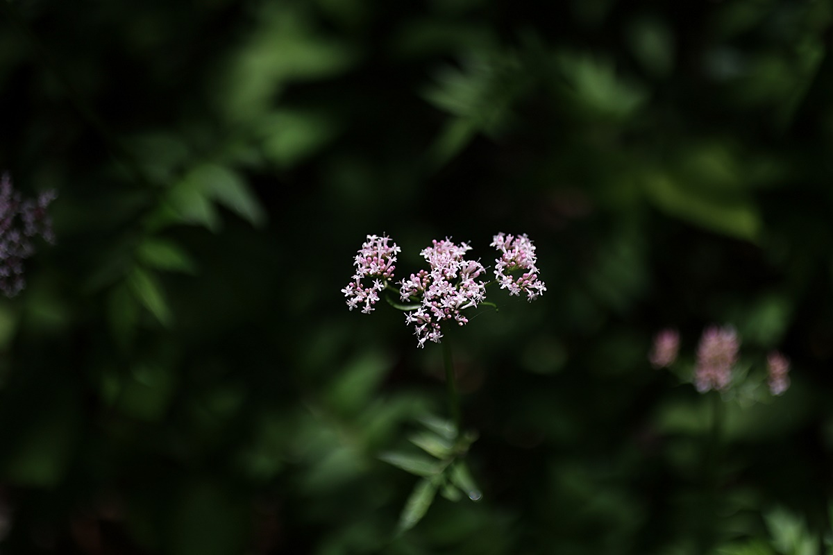 24-05-31 (10)-1.JPG