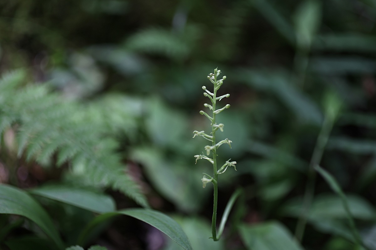 24-06-26 (12)-1.JPG
