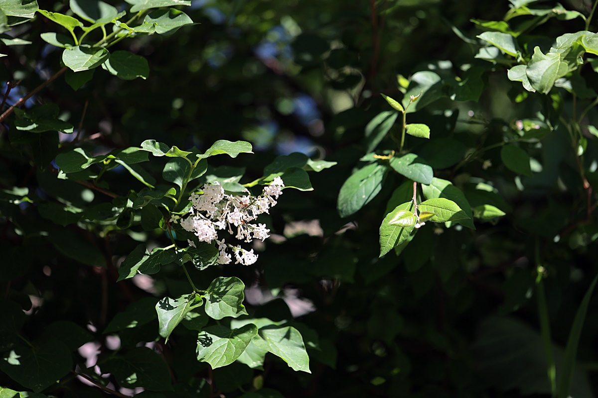 24-05-02 (264)-1.JPG
