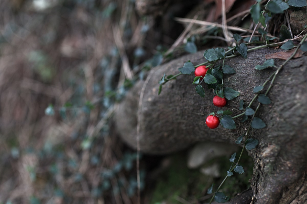 25-10-30 (172)-1.JPG