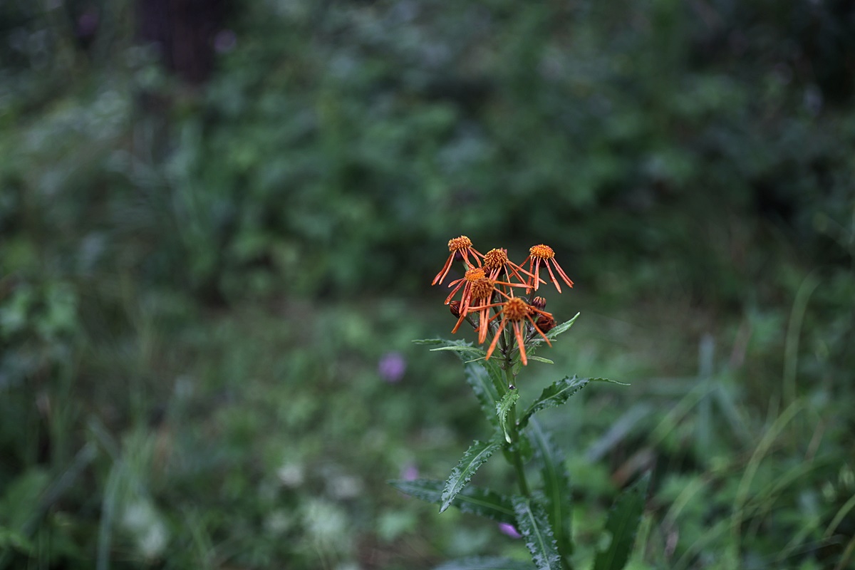 24-07-30 (371)-1.JPG