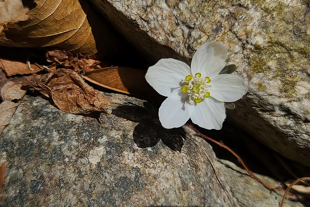 변산바람꽃20220302_140516.jpg