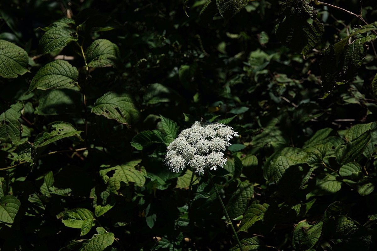 24-08-31 (177)-1.JPG