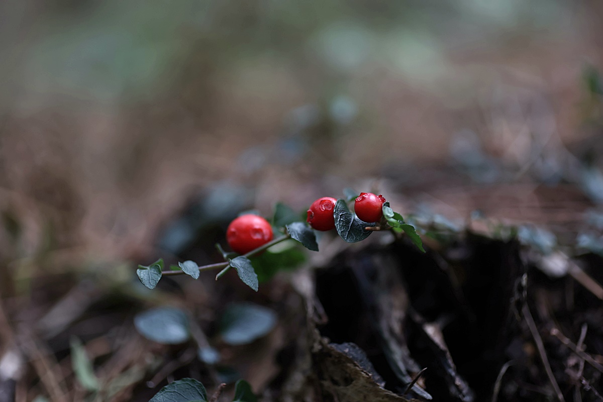24-12-01 (380)-1.JPG