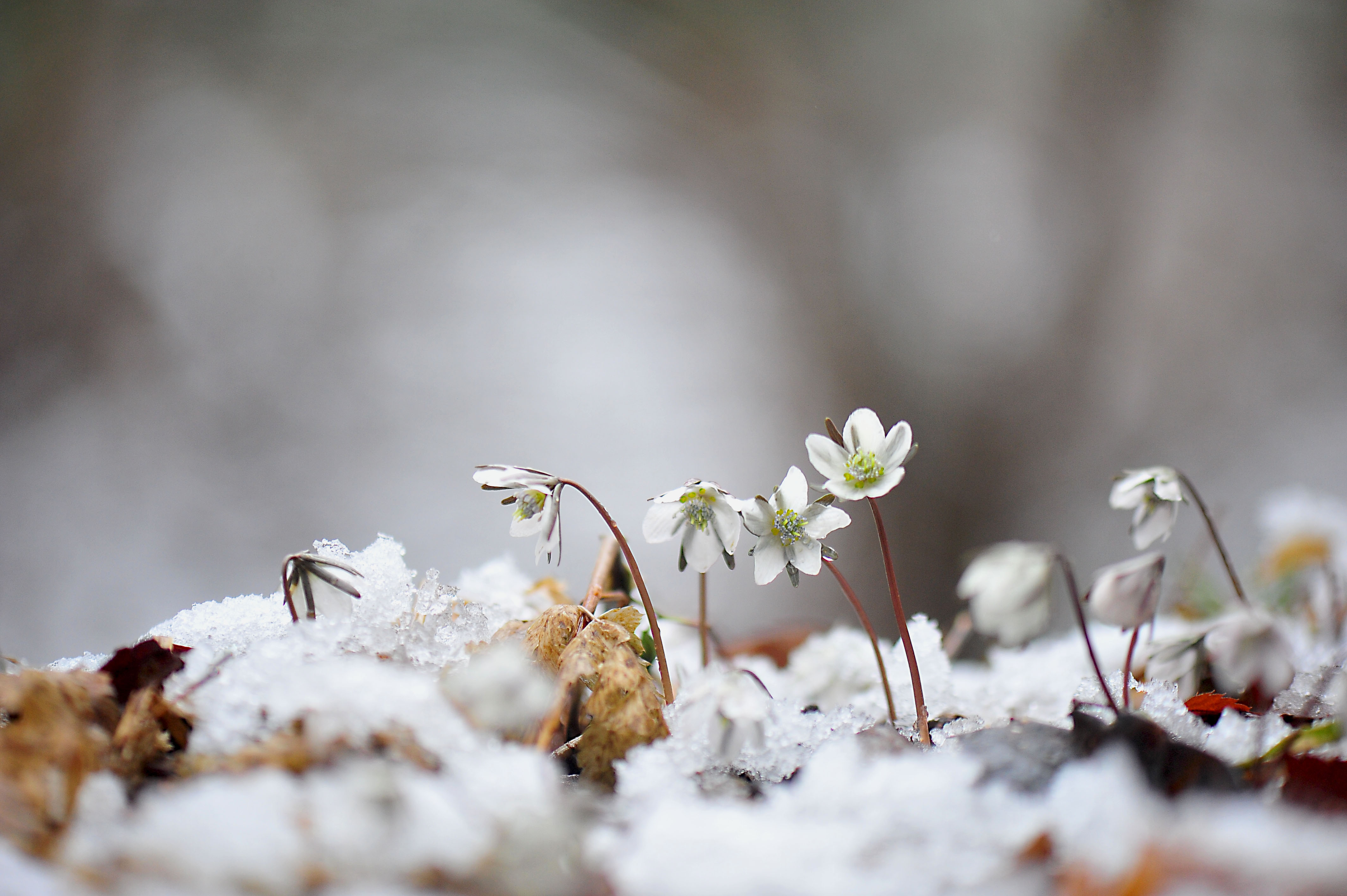 변산바람꽃.jpg