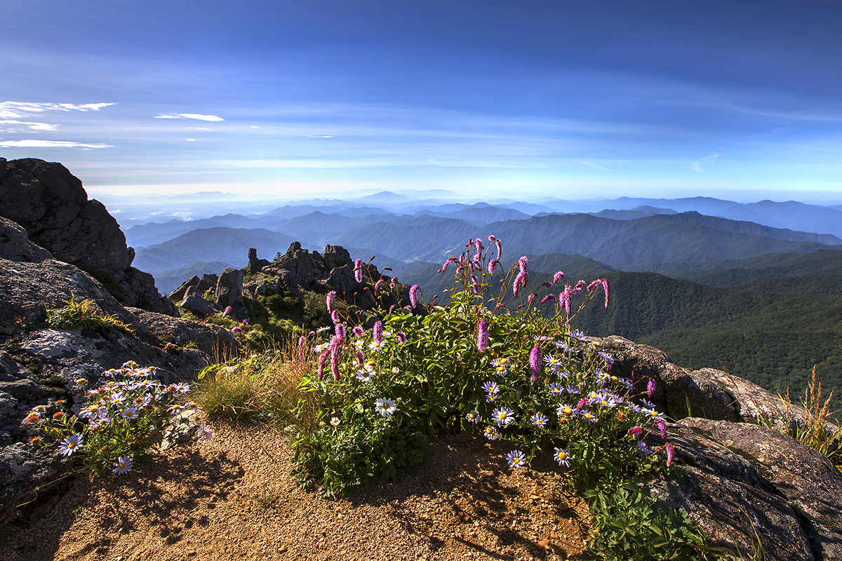 산오이풀.jpg