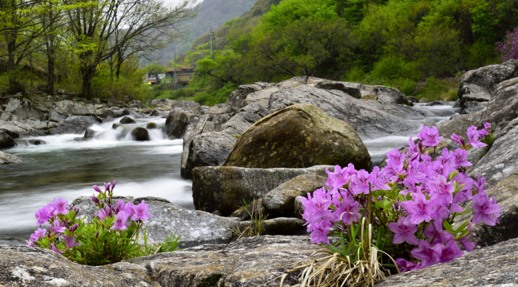 산철쭉.jpg