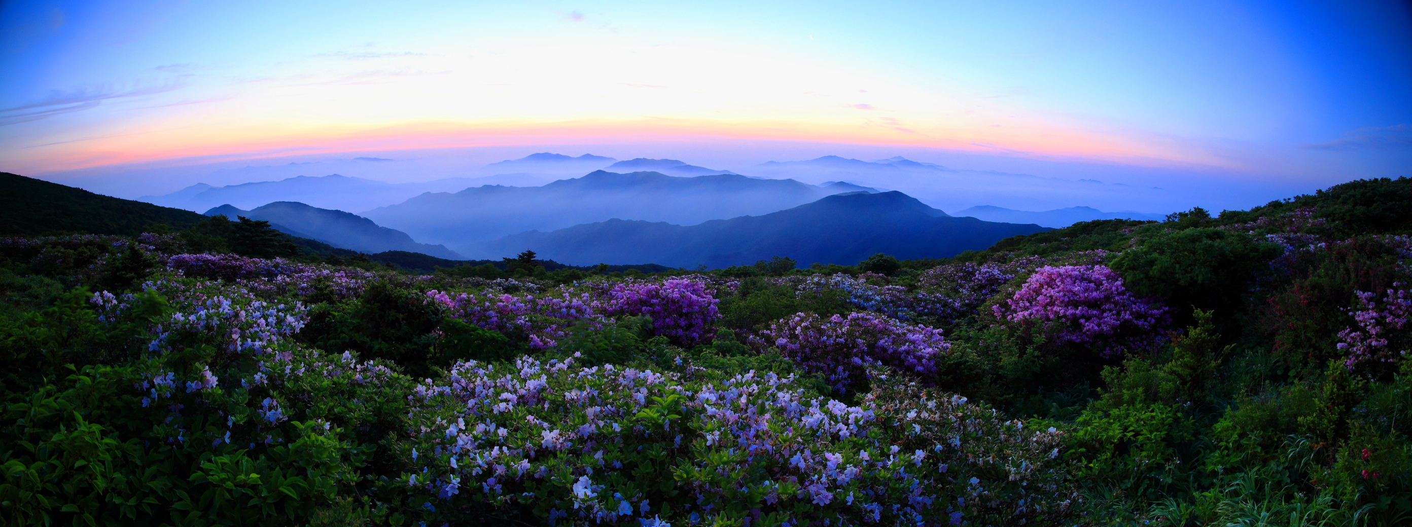 산철쭉.jpg