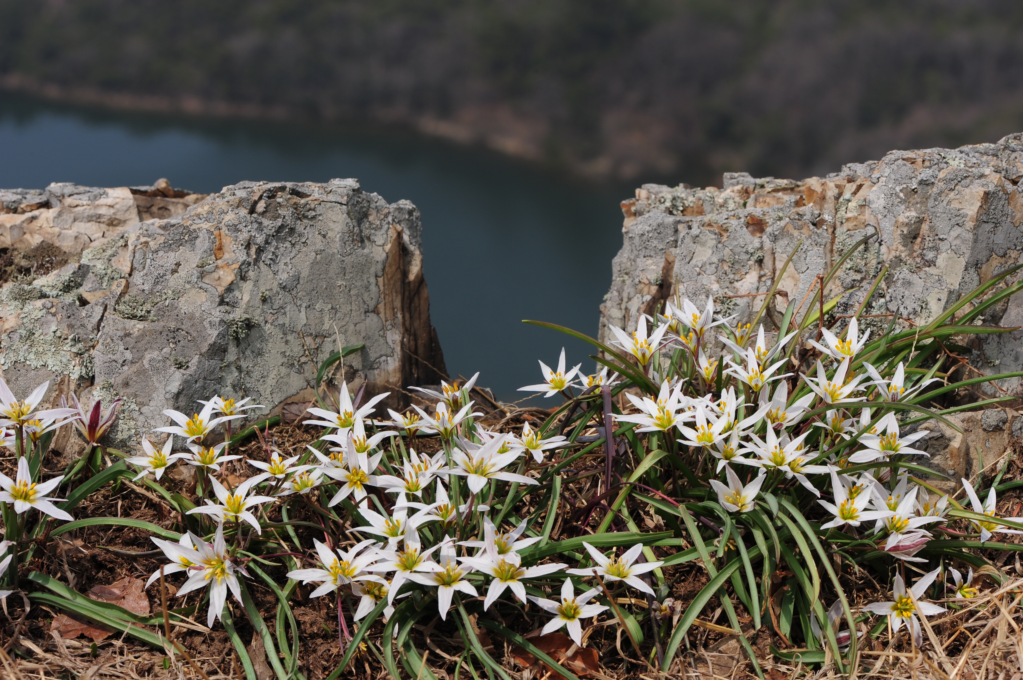 산자고.jpg