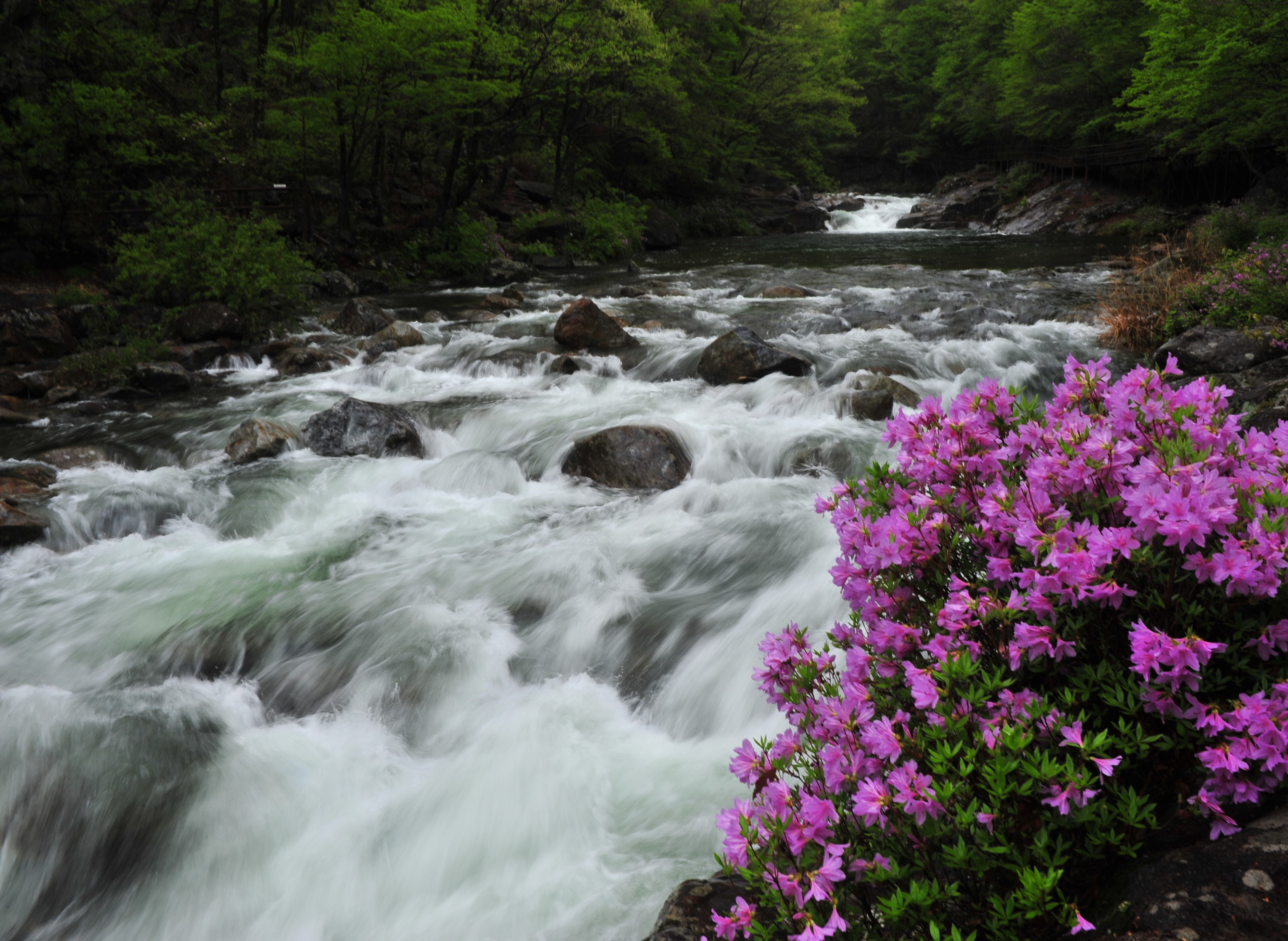 산철쭉.jpg